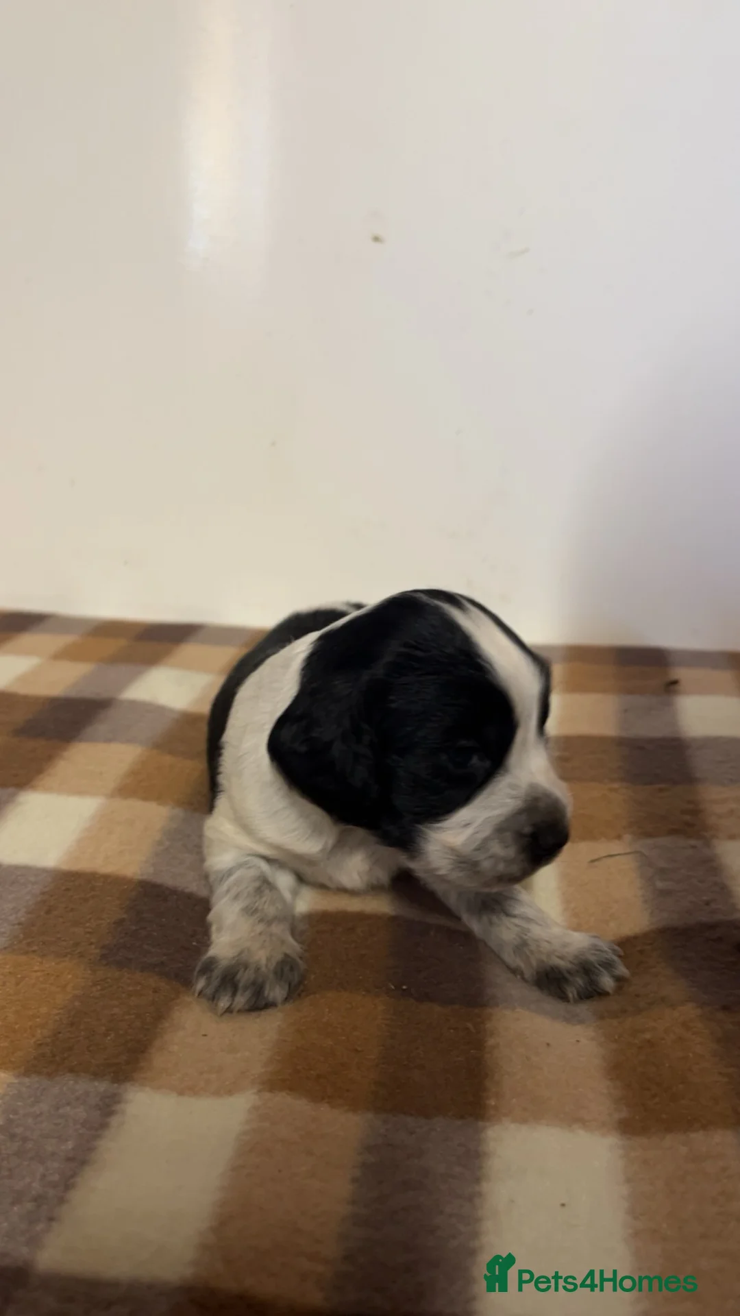 Cocker Spaniel dogs for sale: Working cocker spaniel puppies  - Advert 34