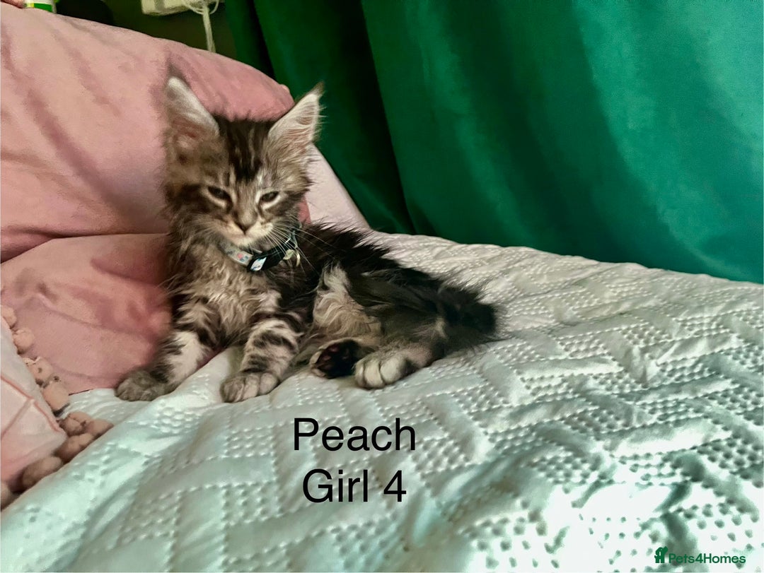 Maine Coon cats for sale: Gorgeous Black & Black Smoke kittens TICA parents - Image 24