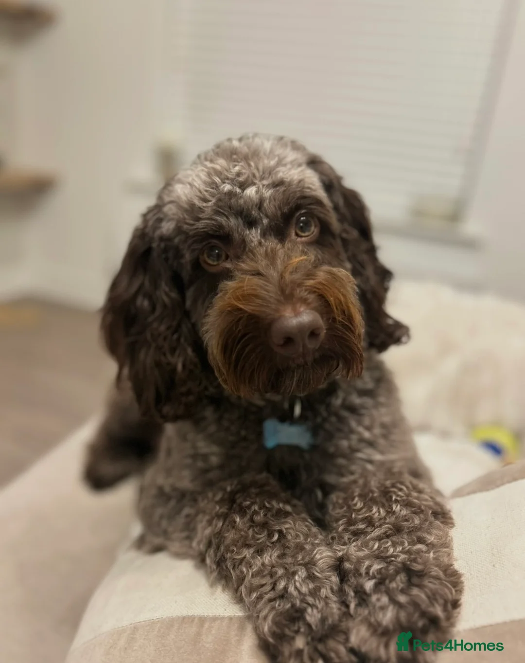 Cockapoo dogs for sale: Ozzy 🐾 4 year old male cockapoo for adoption - Advert 2