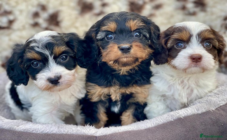 Cavapoo dogs - Advert 3