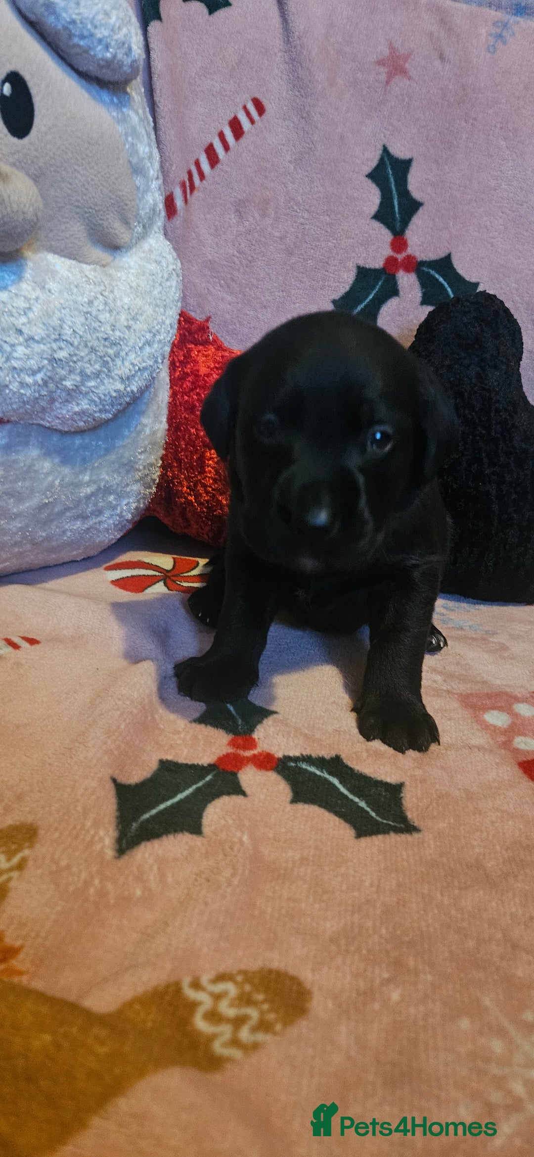 Labrador Retriever dogs for sale: Black labrador puppies - Advert 4