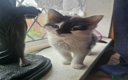 Mixed Breed cats for sale: Beautiful playful kittens  - Image 3