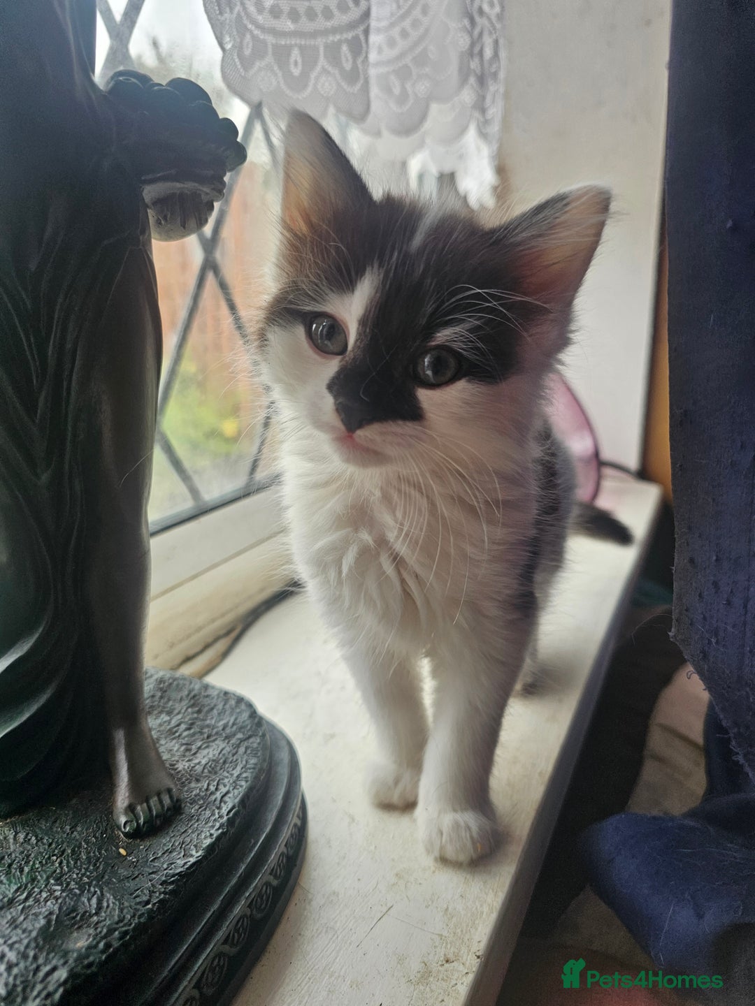 Mixed Breed cats for sale: Beautiful playful kittens  - Image 3