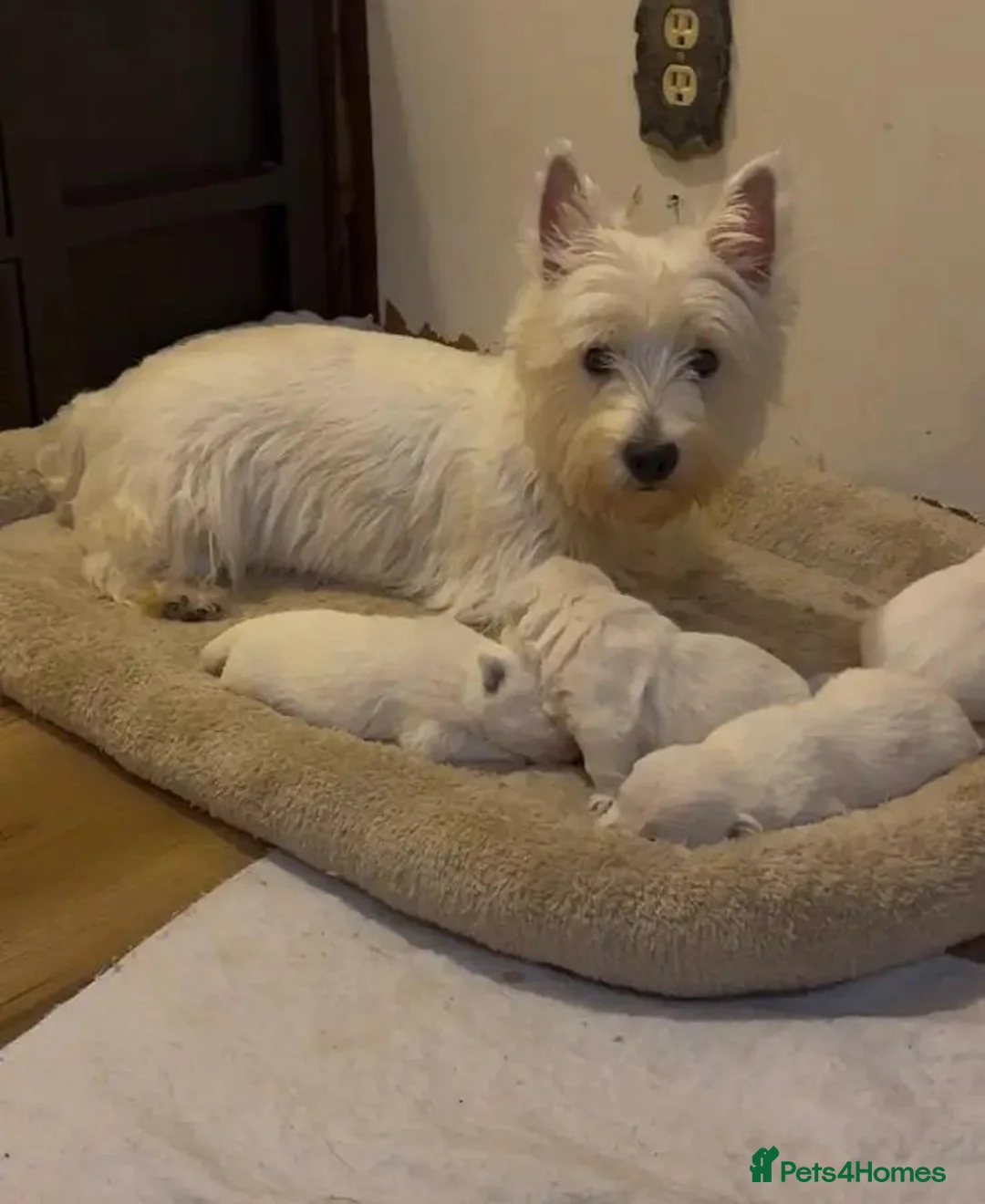 West Highland Terrier dogs for sale: Settling westie - Advert 13