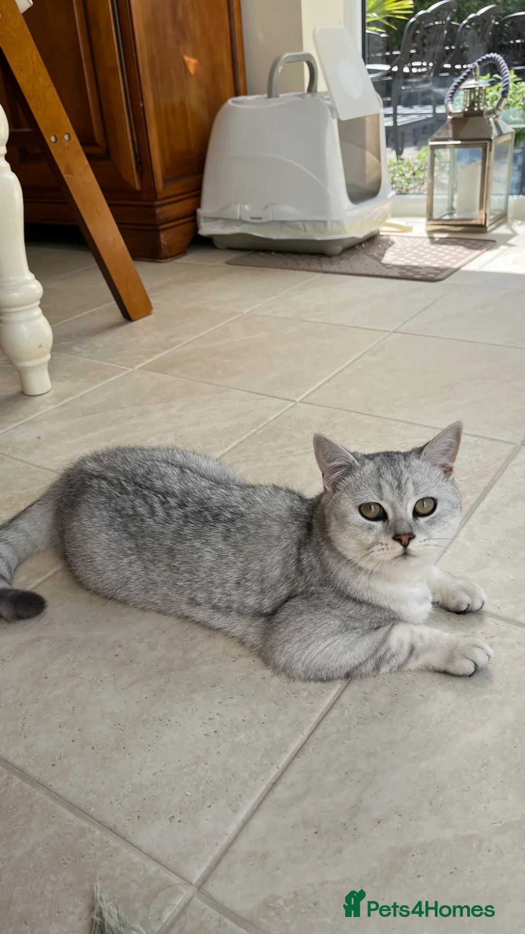 British Shorthair cats for sale: Beautiful and Calm British Shorthair Kitten - Advert 2