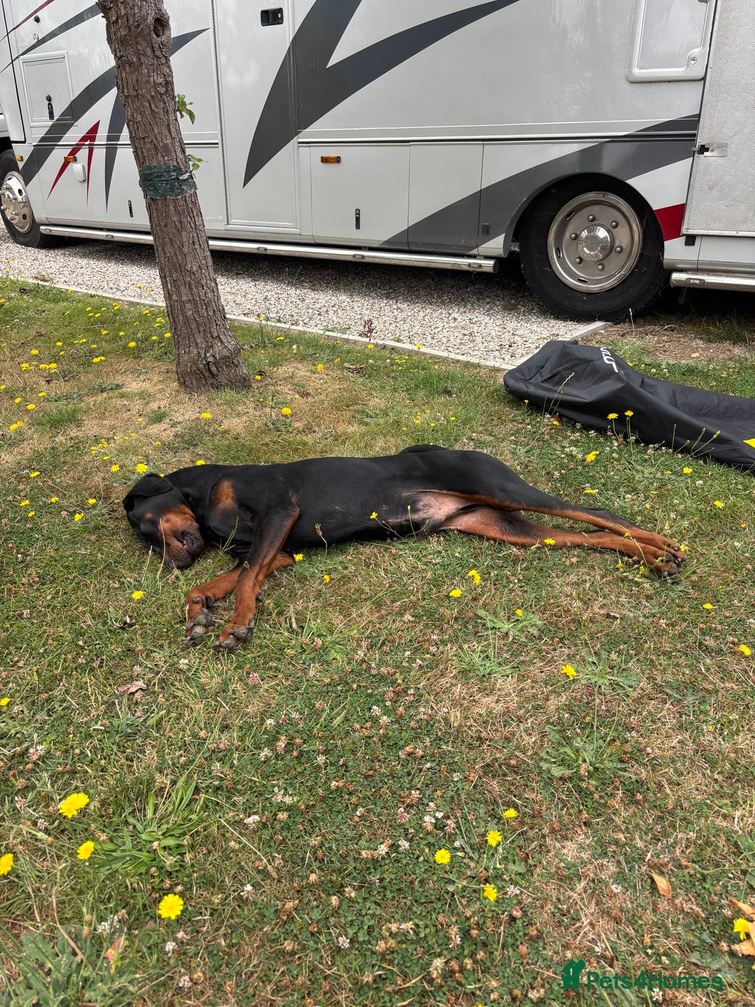 Dobermann dogs for sale: Doberman needing forever loving home - Image 4