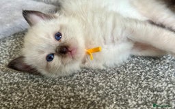 Ragdoll cats for sale: Adorable Ragdolls- DNA Clear Parents 🌟 - Image 2