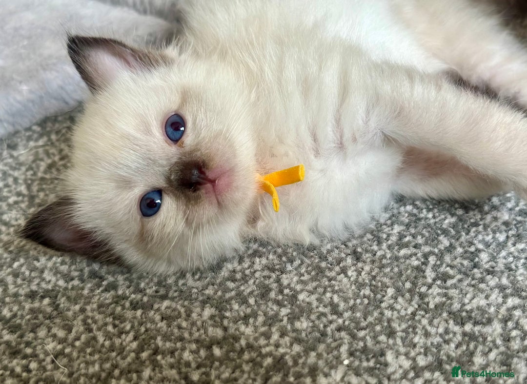 Ragdoll cats for sale: Adorable Ragdolls- DNA Clear Parents 🌟 - Image 2