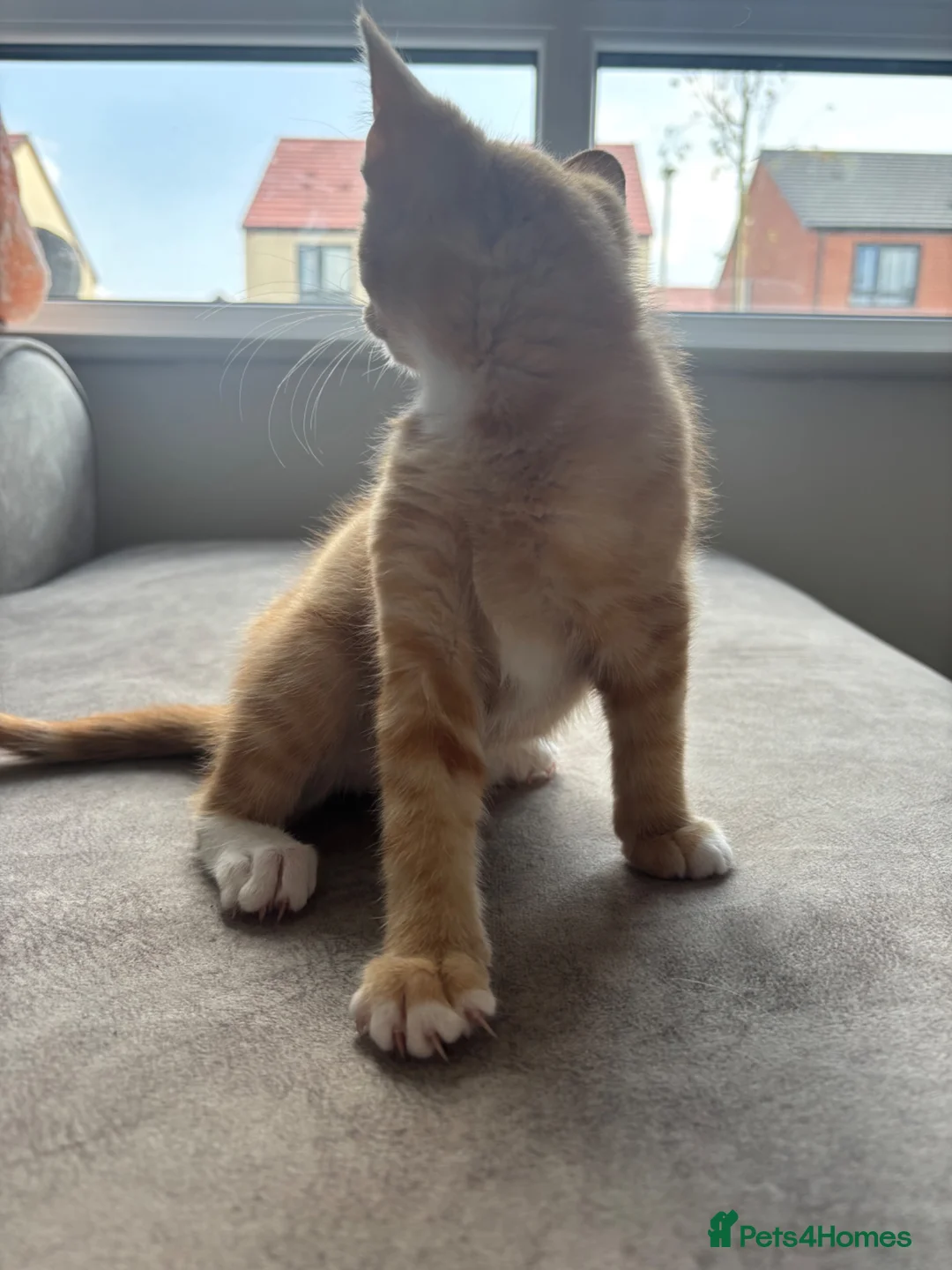 Mixed Breed cats for sale: female ginger kitten  - Advert 2