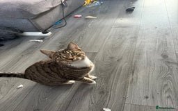 British Shorthair cats for sale: Female British Shorthair – - Advert 3