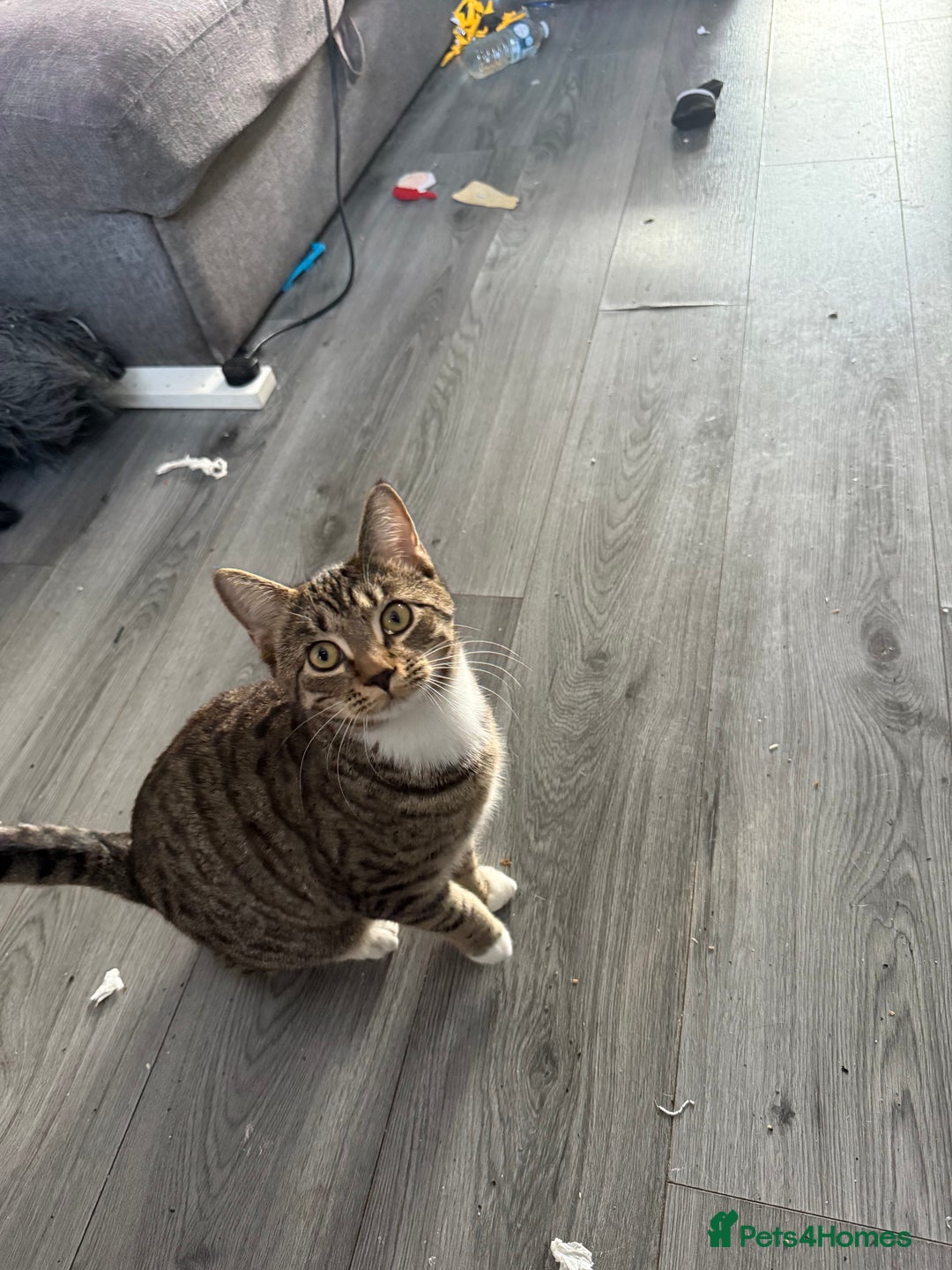 British Shorthair cats for sale: Female British Shorthair – - Advert 3