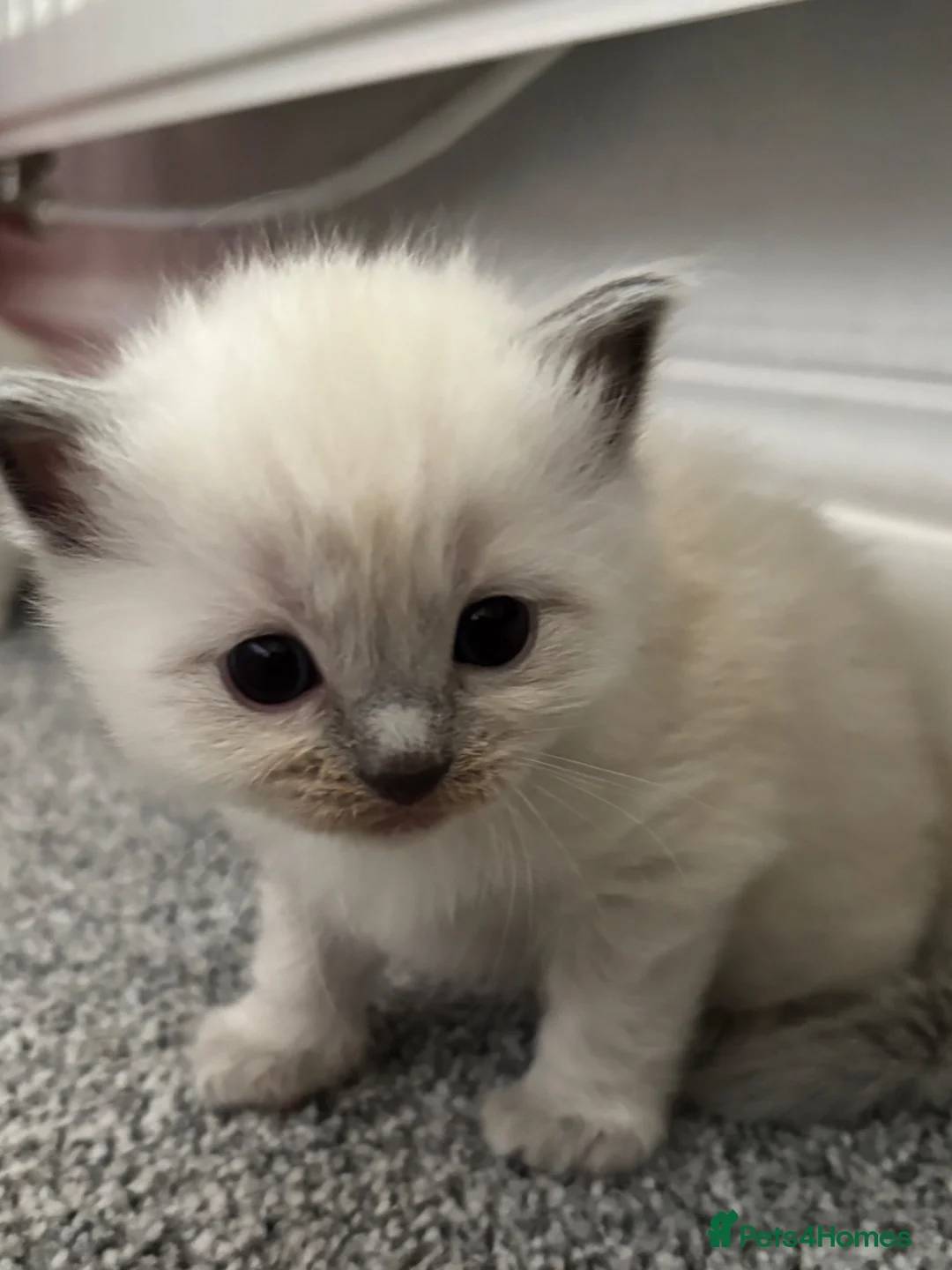 Ragdoll cats for sale: Pure blue point ragdolls  - Advert 2