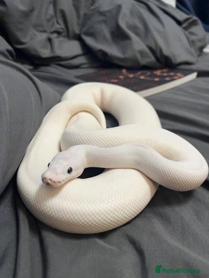 Python Snake reptiles Ivory Ball Python  - Advert 1