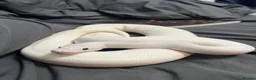 Python Snake reptiles for sale: Ivory Ball Python  in London - Advert 1