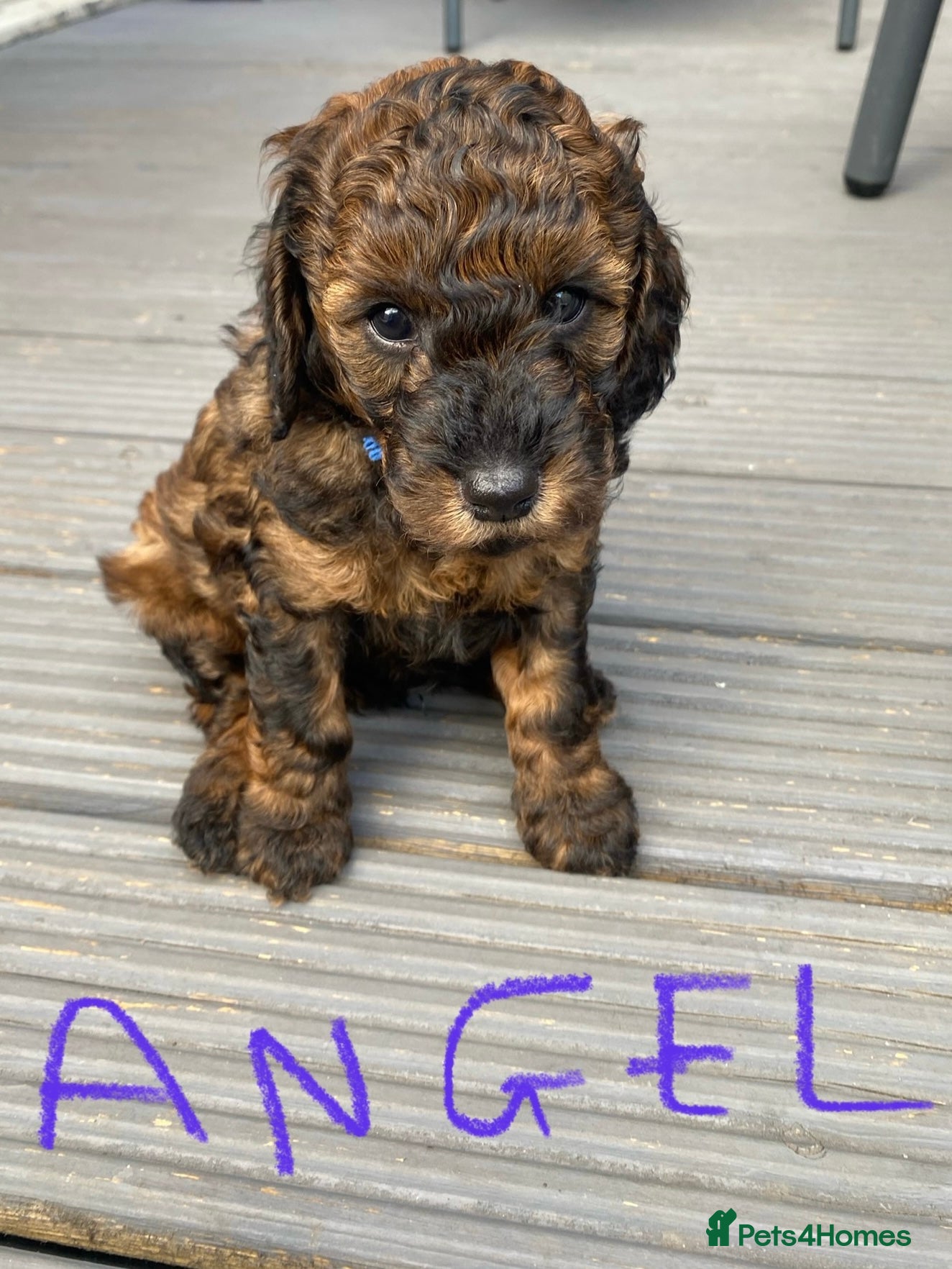 Cockapoo dogs Cockapoo  - Advert 5