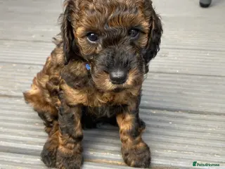 Cockapoo dogs Cockapoo - Advert 12