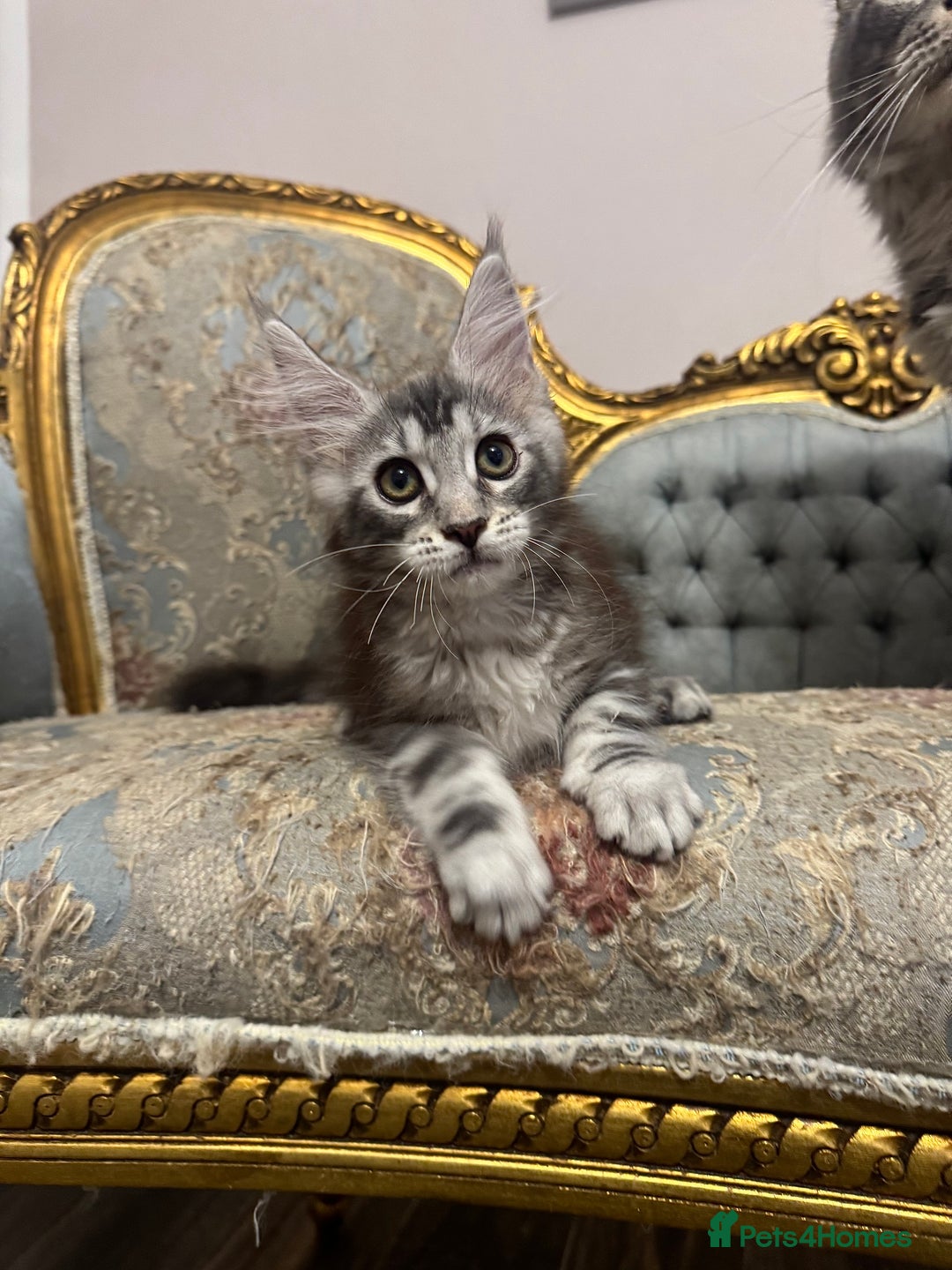 Maine Coon cats for sale: Maine Coon Kittens 🏆 20+ gen 🧬 Full Pedigree - Advert 26