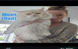 Maine Coon cats for sale: Rare Pure Breed Mainecoons - Image 18