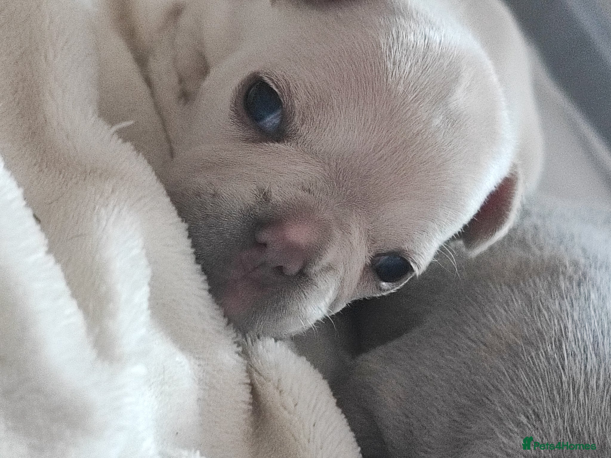 French Bulldog dogs for sale: french bulldog puppies in Nottingham - Advert 11