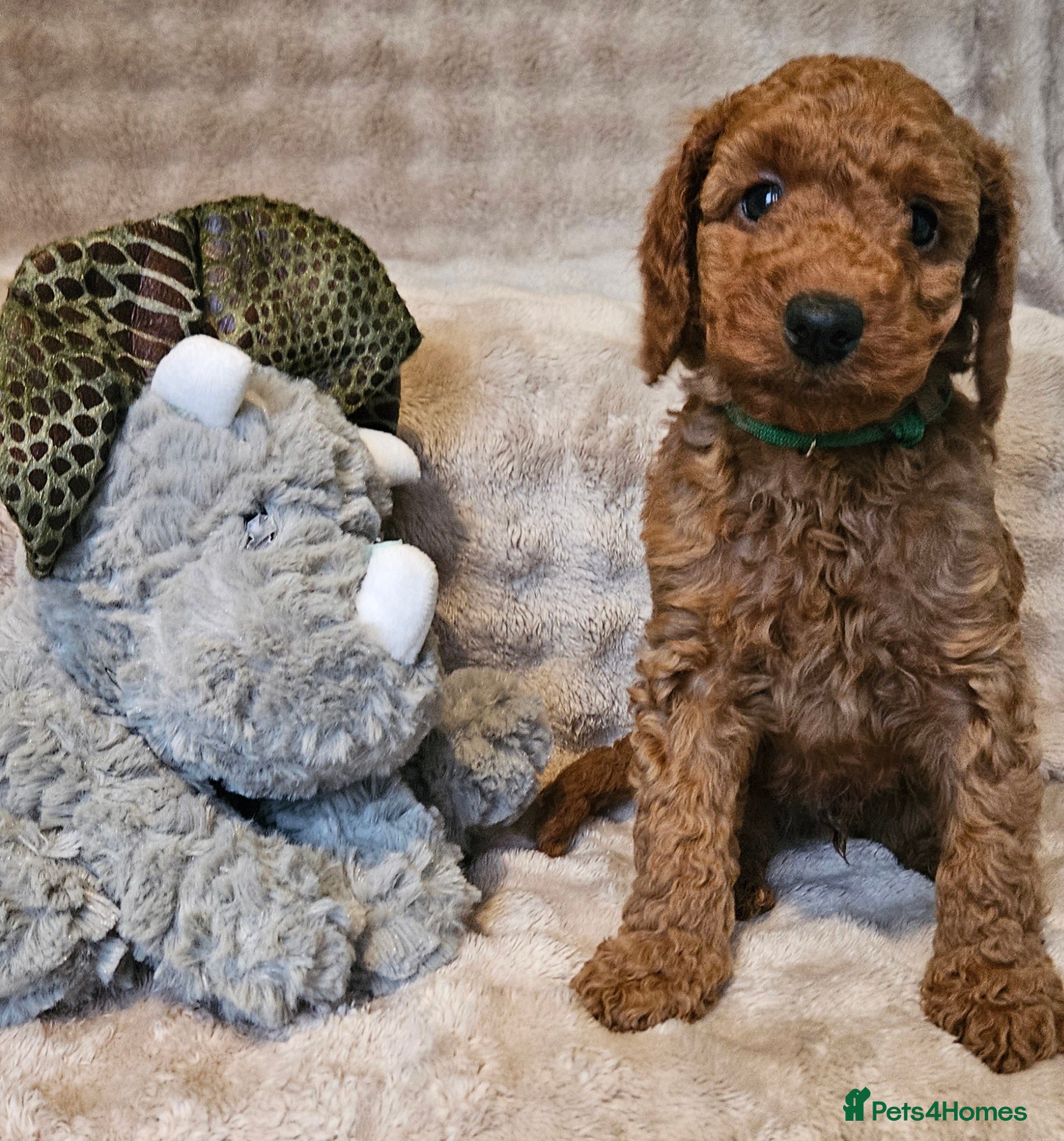Miniature Poodle dogs ONE miniature poodle puppy left ready this week 💚 - Advert 17