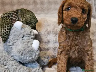 Miniature Poodle dogs ONE miniature poodle puppy left ready this week 💚 - Advert 17