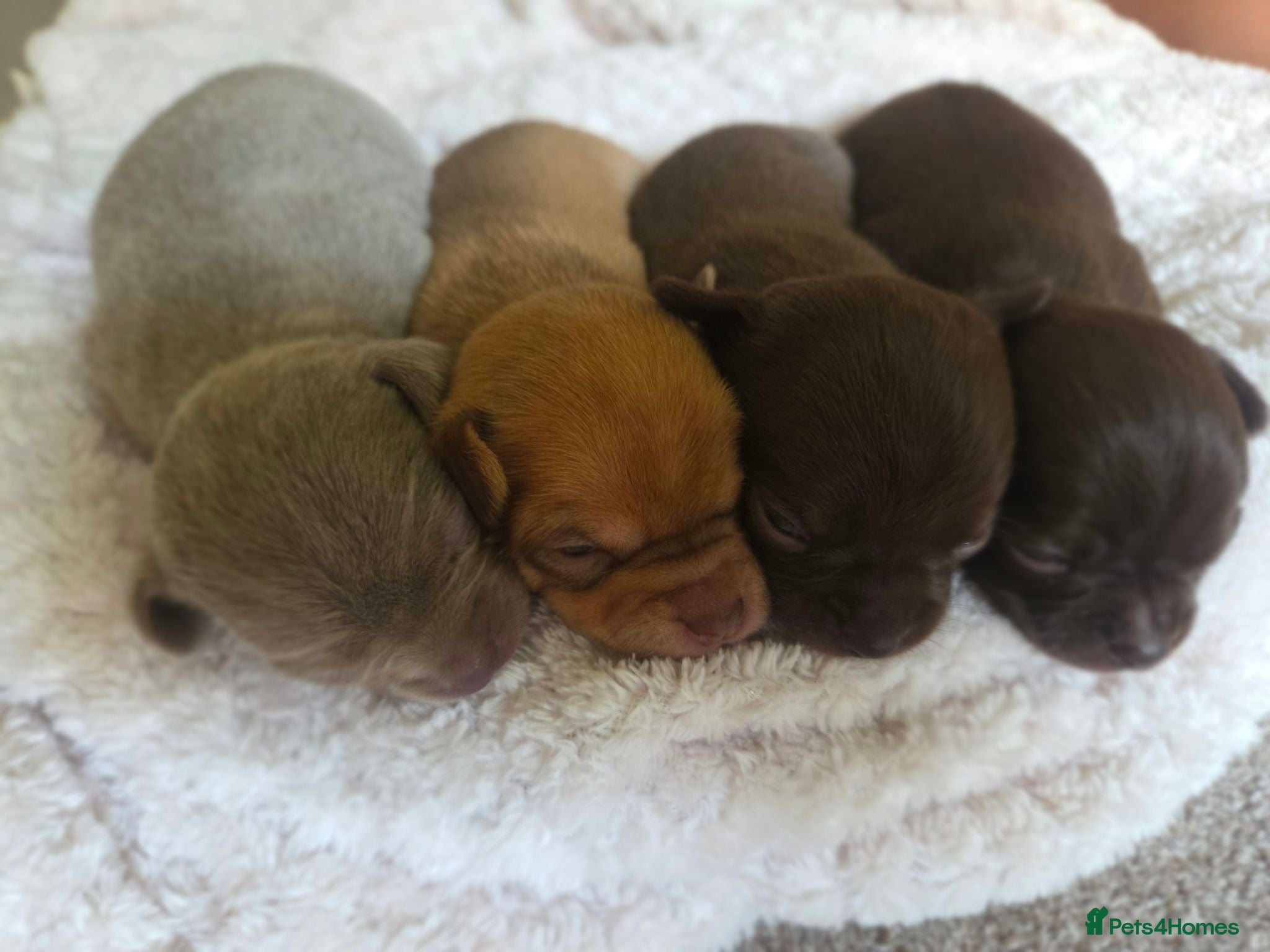 Chihuahua dogs Beautiful chihuahua puppies - Advert 1