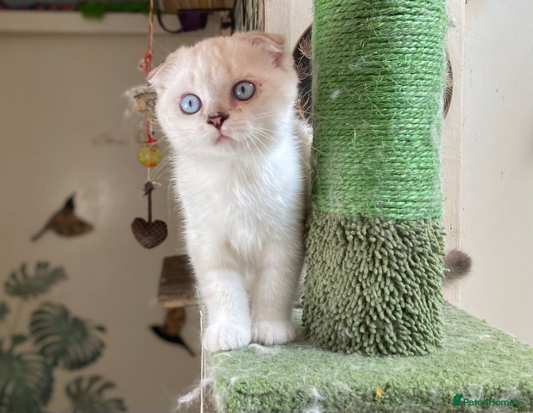 Scottish Fold cats for sale: Full Pedigree Kitten available - Image 11