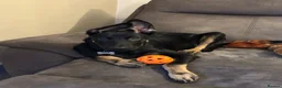 Mixed Breed dogs for sale: Dutch Herder For Sale  - Advert 5