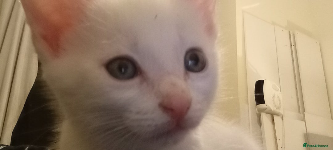 Turkish Angora cats for sale: White Turkish angora kitten  - Image 8