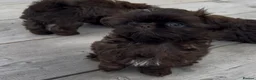 Shih Tzu dogs for sale: KC true chocolate imperial Shihtzu puppies  - Advert 8