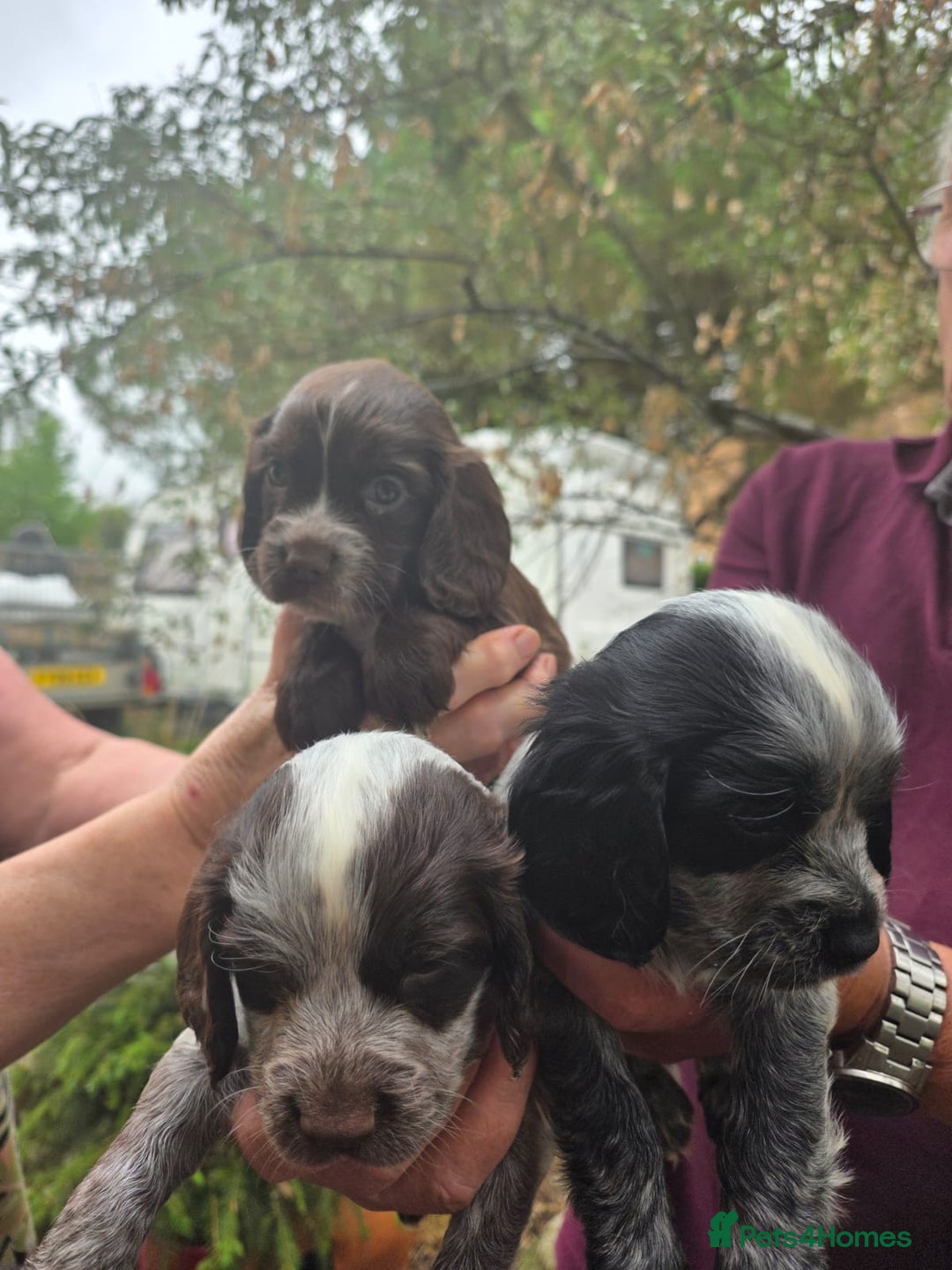 Cocker Spaniel dogs for sale: sturchford cockers - Image 2