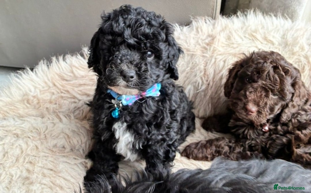 Cockapoo dogs for sale: Miniature cockapoos - Advert 12