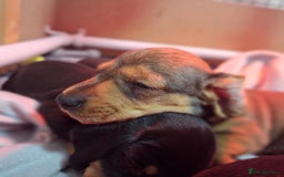 Miniature Dachshund dogs for sale: 5 gorgeous miniature dachshund puppies for sale  - Image 36