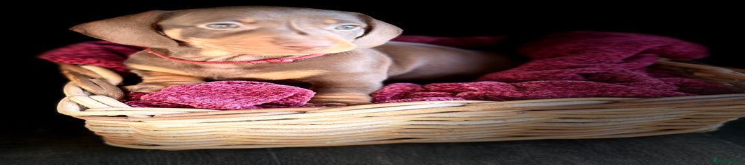 Dachshund Puppy 5