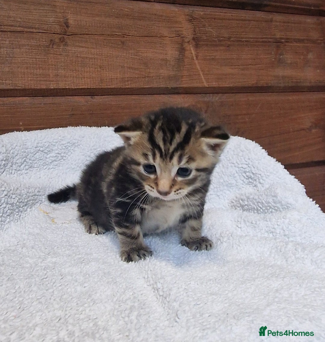 Mixed Breed cats for sale: 3 Gorgeous Kittens - Advert 6