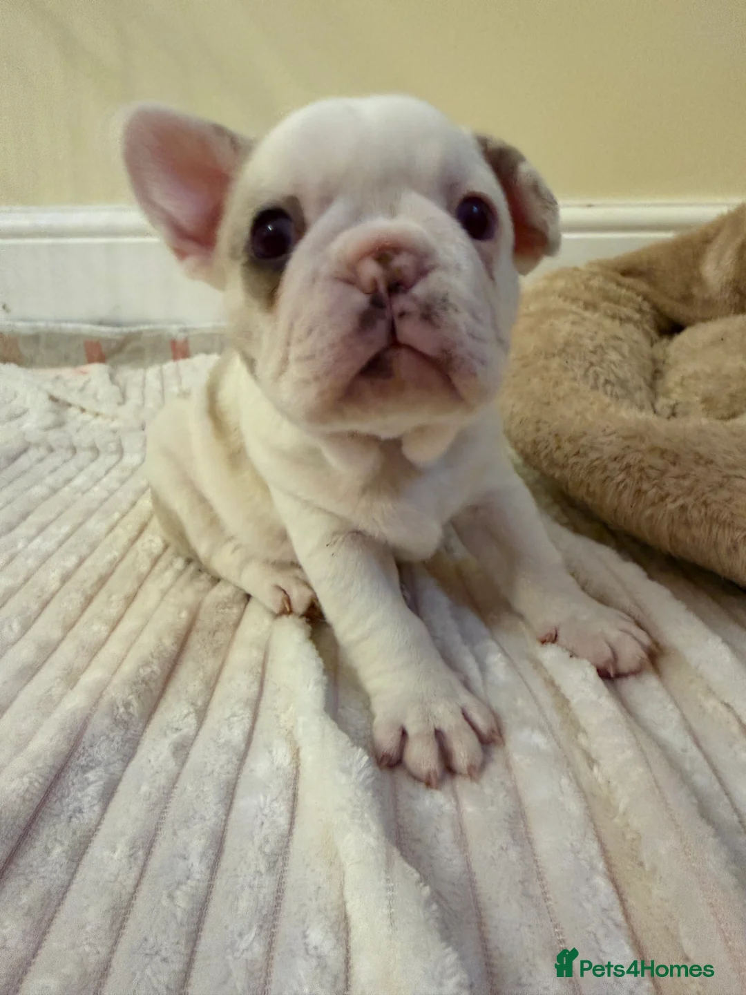 French Bulldog dogs for sale: French Bulldog Puppies – 3 Girls & 1 Boy 🐾💕 - Advert 2