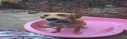 Golden Retriever dogs for sale: Golden retriver female  - Advert 5