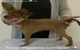 Russian Toy Terrier dogs for sale: Russian Toy puppies from show lines  - Image 5
