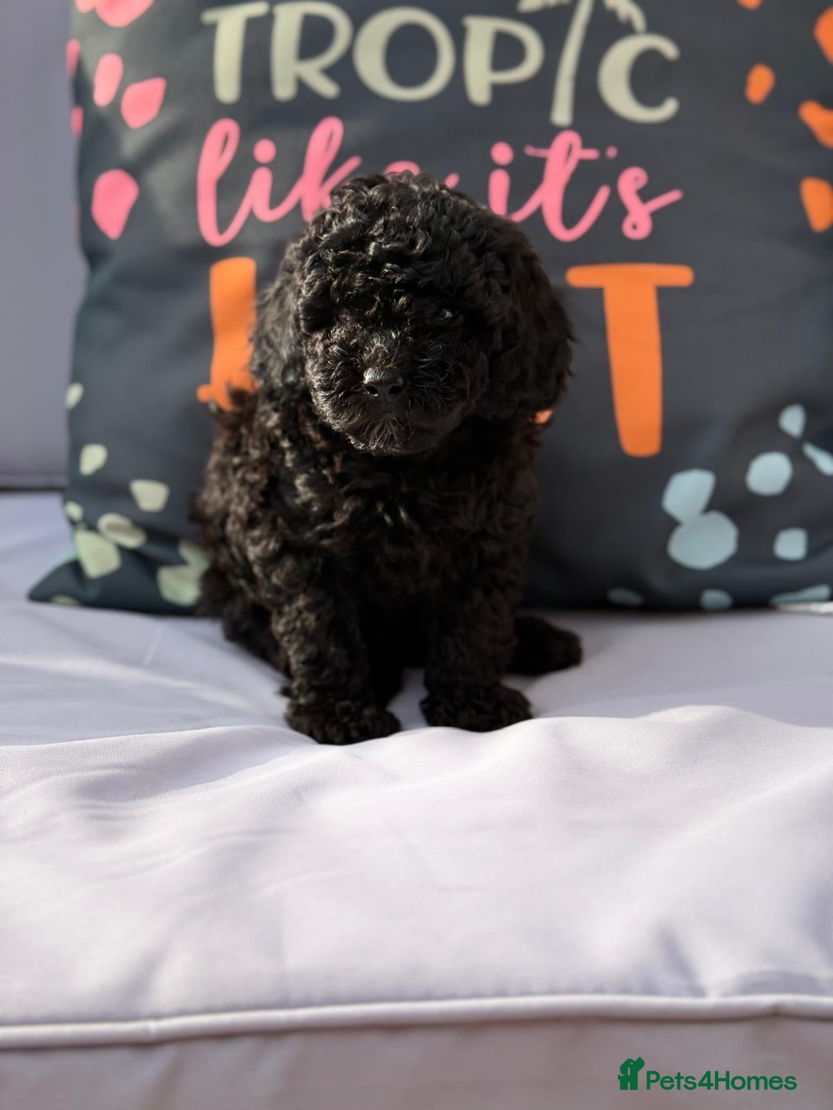 Cockapoo dogs LAST ONE READY NOW DNA & Health Tested Parents - Advert 2