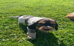 Cocker Spaniel dogs for sale: Cocker spaniel show type - Image 12