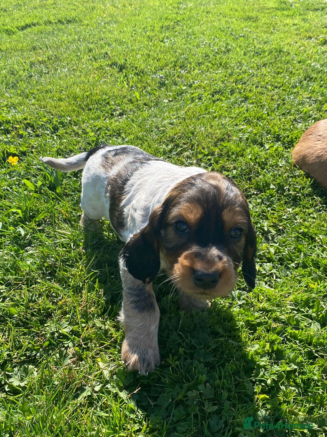 Cocker Spaniel dogs for sale: Cocker spaniel show type - Image 12