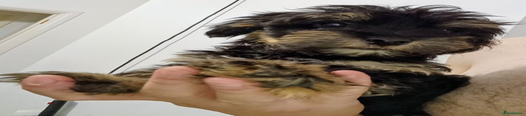 Yorkiepoo Puppy 2