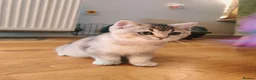 British Shorthair cats for sale: 1 left, Rare Tipped Tabby British Shorthair girl - Advert 1