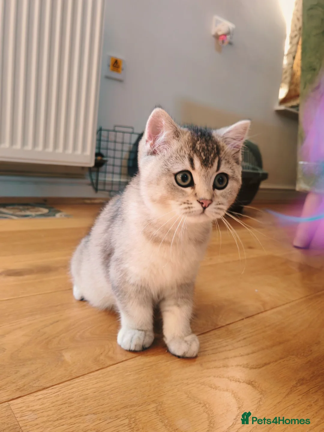 British Shorthair cats for sale: 1 left, Rare Tipped Tabby British Shorthair girl - Advert 1