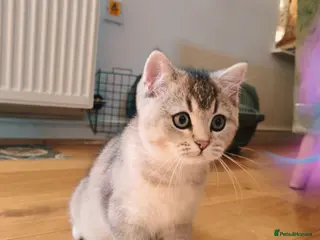 British Shorthair cats 1 left, Rare Tipped Tabby British Shorthair girl - Advert 12