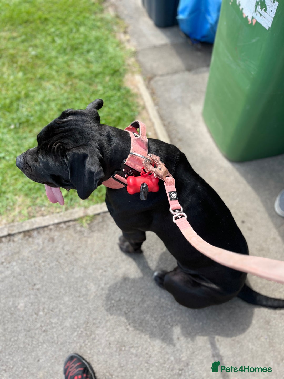 Cane Corso dogs for sale: Cane corso  - Image 4
