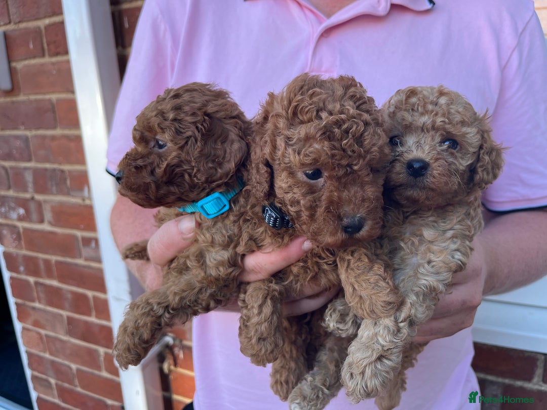 Toy Poodle dogs for sale: Two beautiful toy poodles  - Image 6
