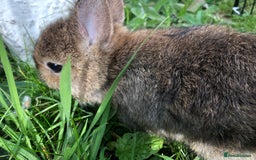 Netherland Dwarf rabbits for sale: 5 netherland dwarf bunnies - Image 8