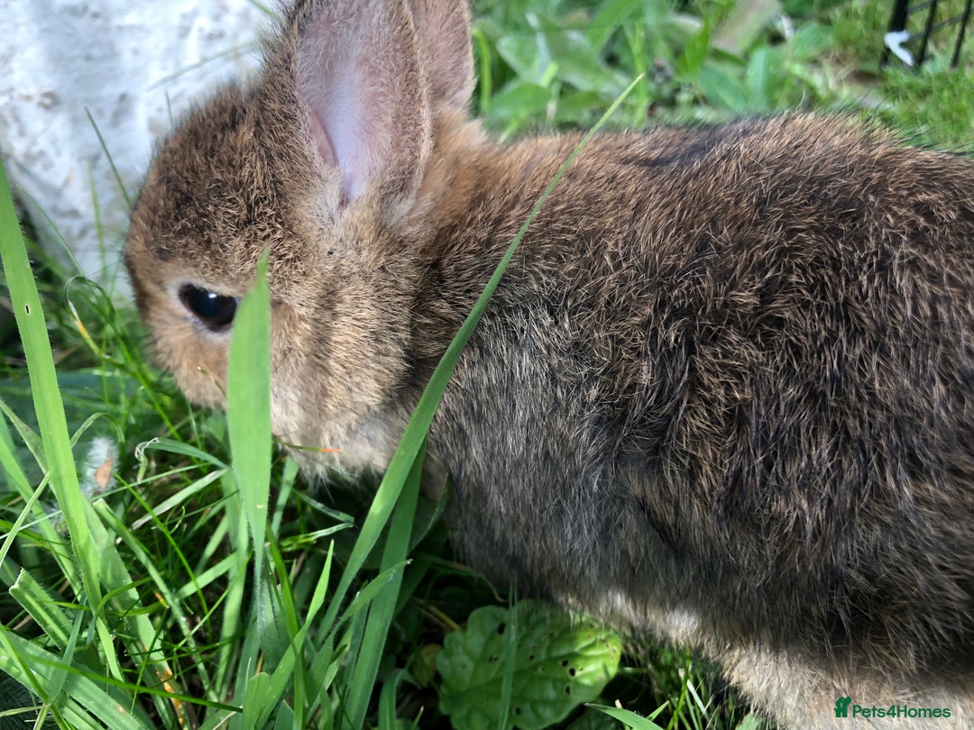 Netherland Dwarf rabbits for sale: 5 netherland dwarf bunnies - Image 8