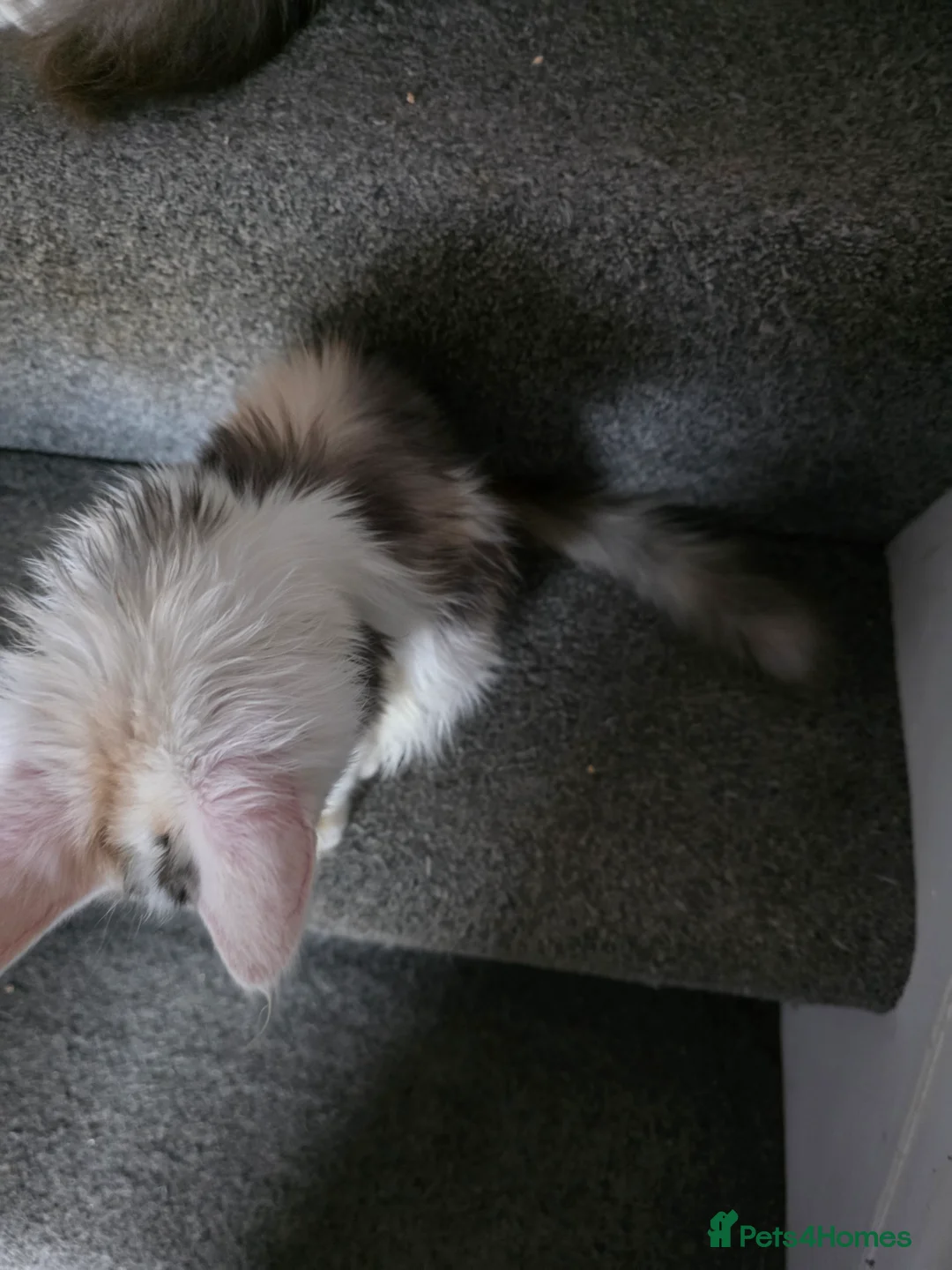 Maine Coon cats for sale: MAINE COON KITTENS PRICE IS FOR BOTH - Advert 9